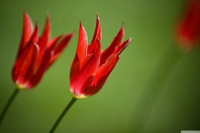 Red Tulips Against A Green Backgrounds HD Desktop Wallpapers : High ...