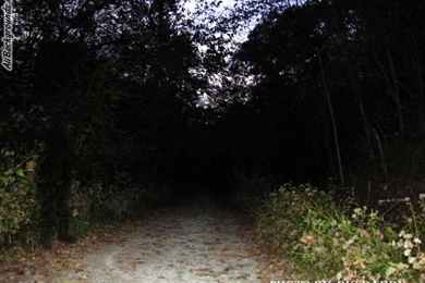 Zombie Backgrounds   Twitter & Myspace Backgrounds