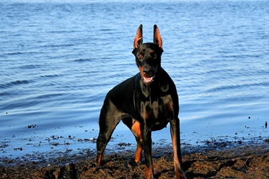 Doberman Wallpapers   Wallpapers Cave