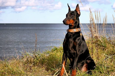 Doberman Wallpapers   Wallpapers Cave