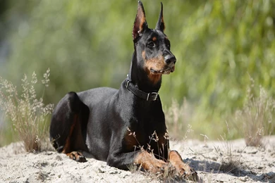 Doberman Dog Hd Wallpapers