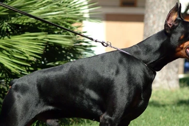 Download Wallpapers 2560x1024 Doberman, Grass, Dog, Hunting ...