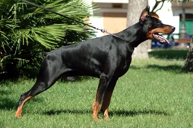 Doberman Black And White   Wallpaper.
