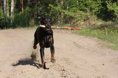 Doberman Pinscher   Photo Wallpapers And Pictures Dobermans ...