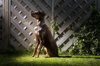 Doberman Pinscher Wallpapers   Wallpapers Cave