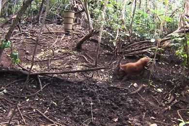 My Second Pig With My Bowtech Destroyer 350 Le   YouTube