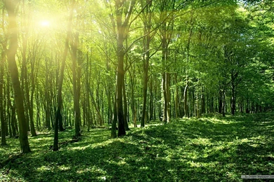 10246) Windows 7 Nature HD Desktop Backgrounds Wallpapers WalOps.com