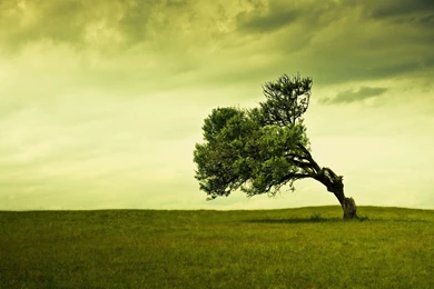 Tree Desktop Backgrounds   Wallpapers Zone