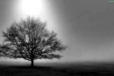 Amazing Wallpapers Black And White Trees