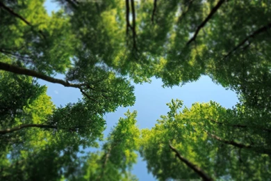 Trees Desktop Wallpapers FREE On Latoro.com