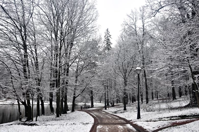 Computer Trees HD Wallpapers, Desktop Backgrounds 1920x1200px Id