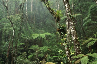 Trees: Trees Forests Paths Free Desktop Backgrounds For HD 16:9 ...