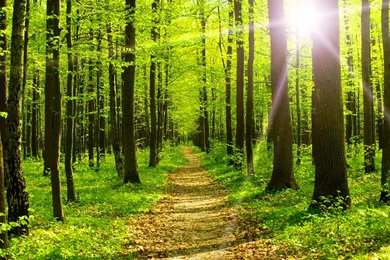 Commercial: Forest Sunlight Sunshine Summer Path Trees Nature Glow ...