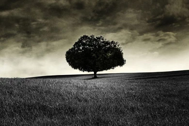 Dark Lonely Tree HD iPad Wallpapers