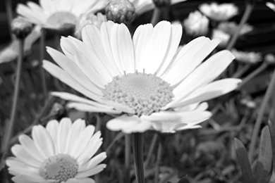Black White Flower   (