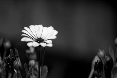 Black and White Flower Wallpaper 4 – Heena Rathore P.