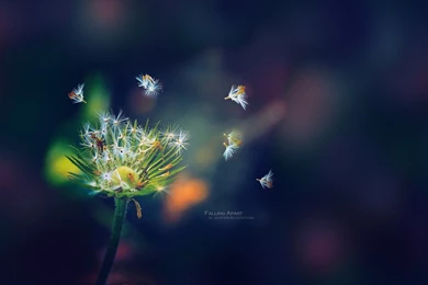 Deviantart Wallpapers, Pictures, Photos, Images & Pics