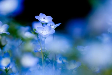 Cool Flower Pictures HD   HD Wallpapers