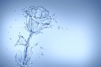 Cool HD Flower Wallpapers