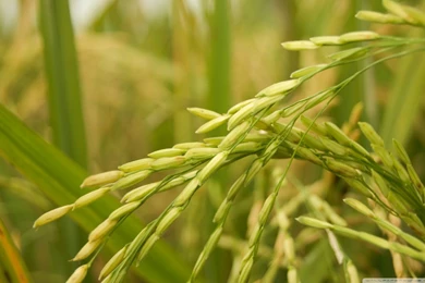 Golden Rice HD Desktop Wallpapers : Widescreen : High Definition ...