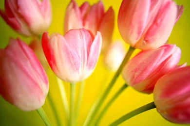 Cool Flower Wallpapers   Desktop Backgrounds