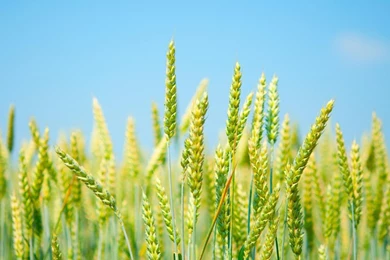 Wallpapers Rice Feild Fild Field The Sky Paddies Hi 1366x768 ...