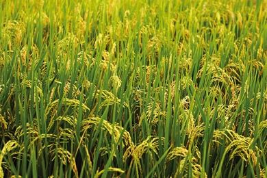 Chianan Plain Rice Wallpapers   1920x1080 Wallpapers Download ...