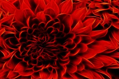 DeviantArt: More Like Cool Flower Wallpapers By Chovan