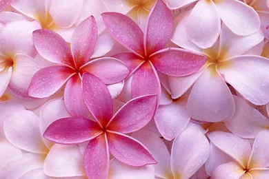 Blue Flower Cool Wallpapers