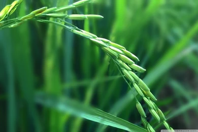 Rice Plant HD Desktop Wallpapers : Widescreen : High Definition ...