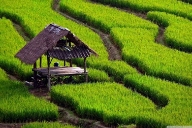 Rice Field Landscape HD Desktop Wallpapers : High Definition ...