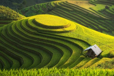 Rice Fields Nature Wallpapers For Desktop, Laptop & Mobile