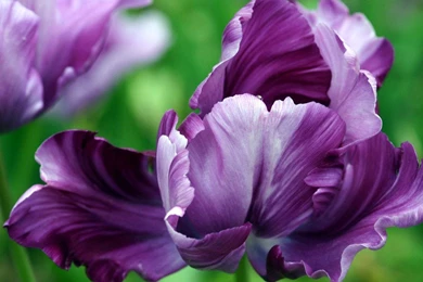 Disney Castle Wallpapers