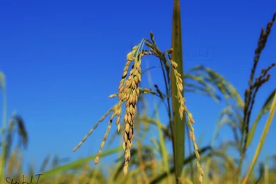 Rice Spikes   Blue Sky HD Desktop Wallpapers : Widescreen : High ...