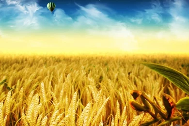 Pins For: Yellow Rice Field Wallpapers From Pinterest