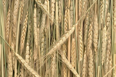 Rice Wheat   Wallpapers