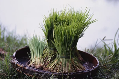 Desktop Wallpapers · Gallery · Nature · Rice Sprouts