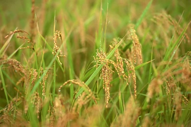 Light Green Leaves Wallpapers 7231 Tao Heung Shakes The Barley ...
