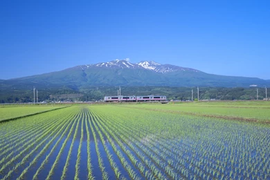 Rice Field Wallpapers 21904