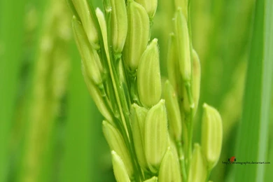 Rice Fields Widescreen By Xtremegraphix On DeviantArt