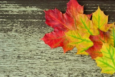 Fall, Leaves, Backgrounds   Free Images On Pixabay