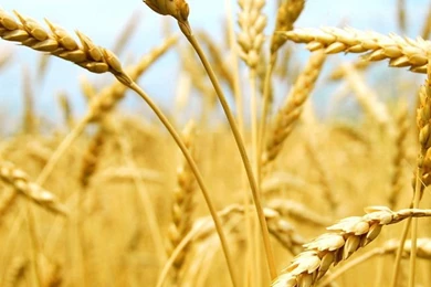 Iphone 4s wallpapers 1113