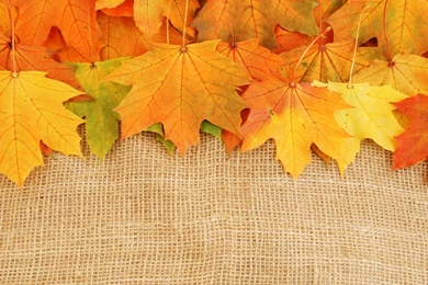 Download Texture: Autumn Leaves Textures, Download Photo ...