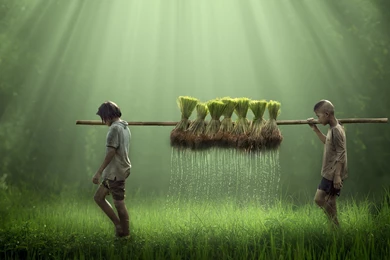 Children, Farmers, Farm, Field, Rice, Water Drops, Nature ...