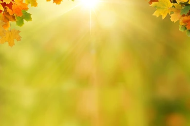 Background_with_Autumn_Leaves.jpg?m=1399676400