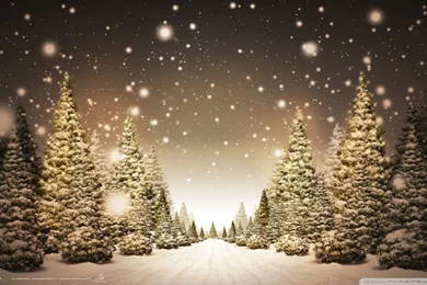 Christmas Forest HD Desktop Wallpapers : Widescreen : High ...