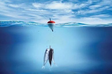 Bass Fish HD Wallpapers For Desktop