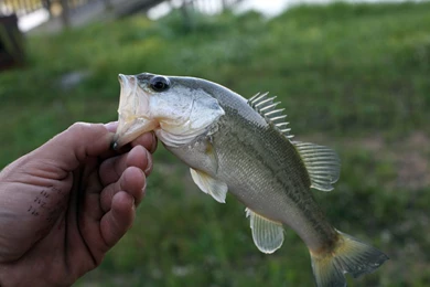 Fishing Wallpapers 3 Bass Fishing Wallpapers 5 Fishing Wallpapers 9 ...