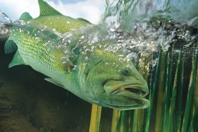 Bass Fishing Wallpaper Backgrounds   Wallpapers Cave