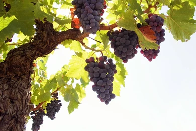 Wallpapers Grapes   Wallpapers Cave